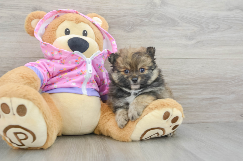 8 week old Pomeranian Puppy For Sale - Pilesgrove Pups