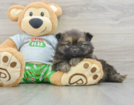 10 week old Pomeranian Puppy For Sale - Pilesgrove Pups