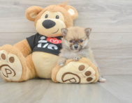 7 week old Pomeranian Puppy For Sale - Pilesgrove Pups