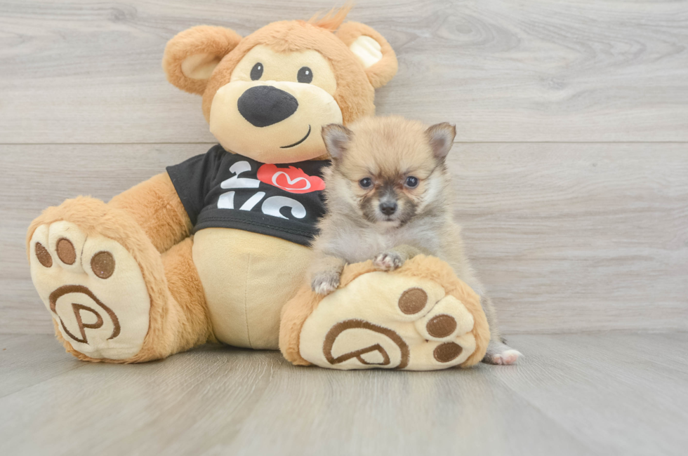 6 week old Pomeranian Puppy For Sale - Pilesgrove Pups