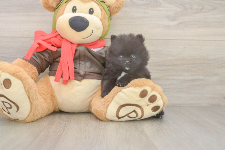 Best Pomeranian Baby