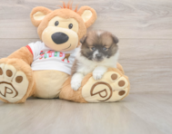 8 week old Pomeranian Puppy For Sale - Pilesgrove Pups