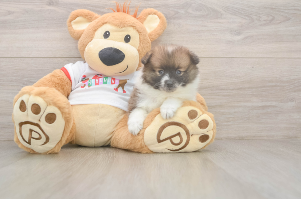 5 week old Pomeranian Puppy For Sale - Pilesgrove Pups