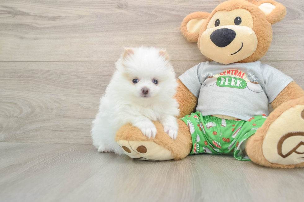 Pomeranian Pup Being Cute
