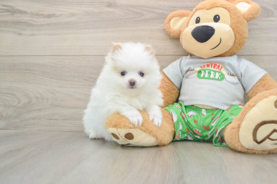 Pomeranian Pup Being Cute