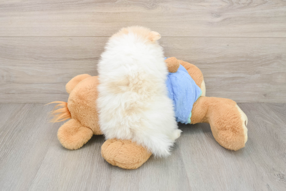 Best Pomeranian Baby