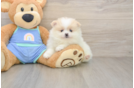 Pomeranian Puppy for Adoption