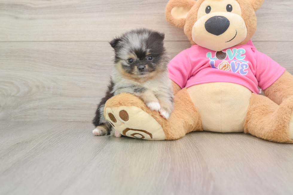Pomeranian Puppy for Adoption