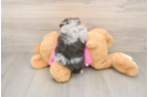 Energetic Loulou Purebred Puppy