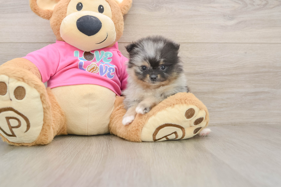 Pomeranian Pup Being Cute