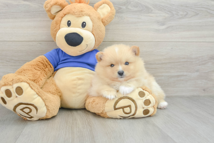 Adorable Pom Dog Purebred Puppy