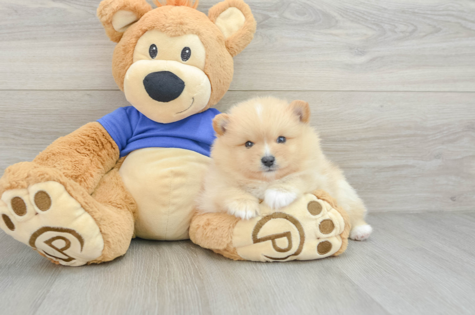 8 week old Pomeranian Puppy For Sale - Pilesgrove Pups