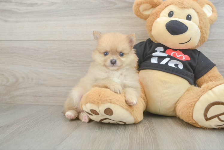 Pomeranian Pup Being Cute