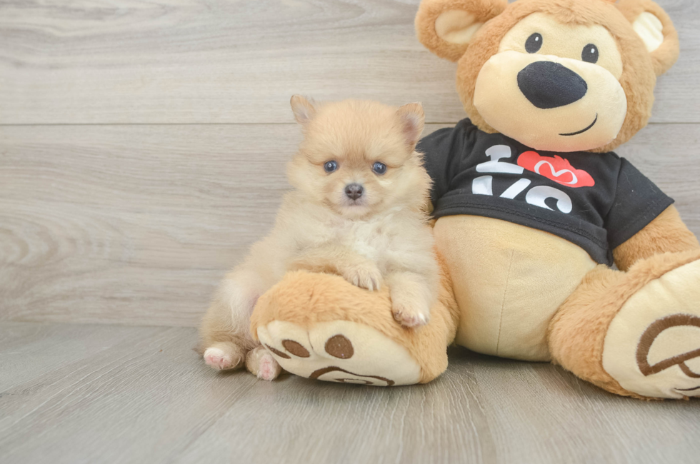 6 week old Pomeranian Puppy For Sale - Pilesgrove Pups