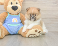 5 week old Pomeranian Puppy For Sale - Pilesgrove Pups