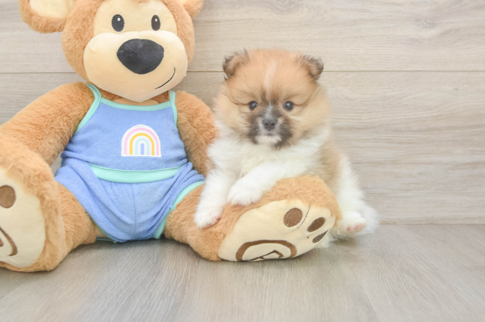 5 week old Pomeranian Puppy For Sale - Pilesgrove Pups