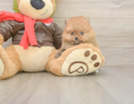 7 week old Pomeranian Puppy For Sale - Pilesgrove Pups