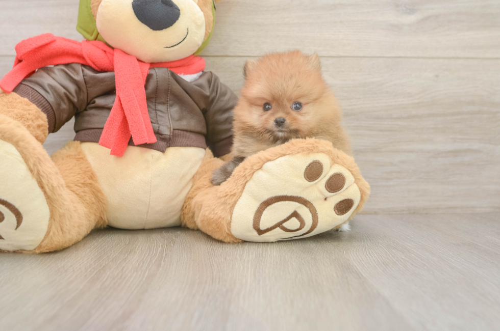 6 week old Pomeranian Puppy For Sale - Pilesgrove Pups
