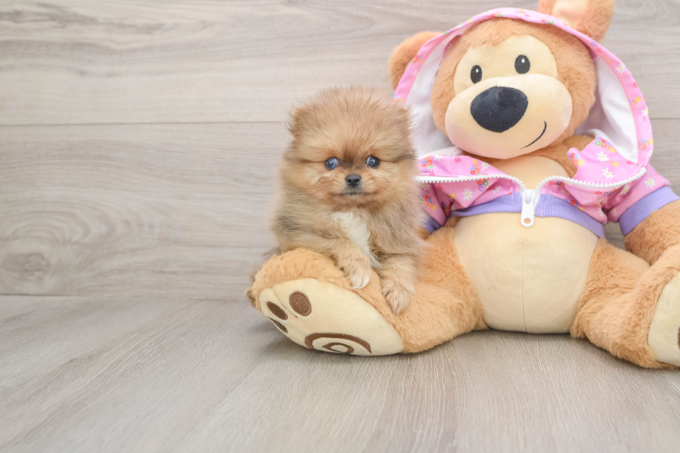 Pomeranian Puppy for Adoption