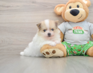 8 week old Pomeranian Puppy For Sale - Pilesgrove Pups
