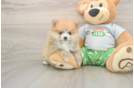 Pomeranian Puppy for Adoption