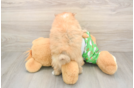 Pomeranian Puppy for Adoption