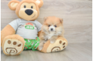 Small Pomeranian Baby