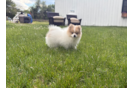 Best Pomeranian Baby