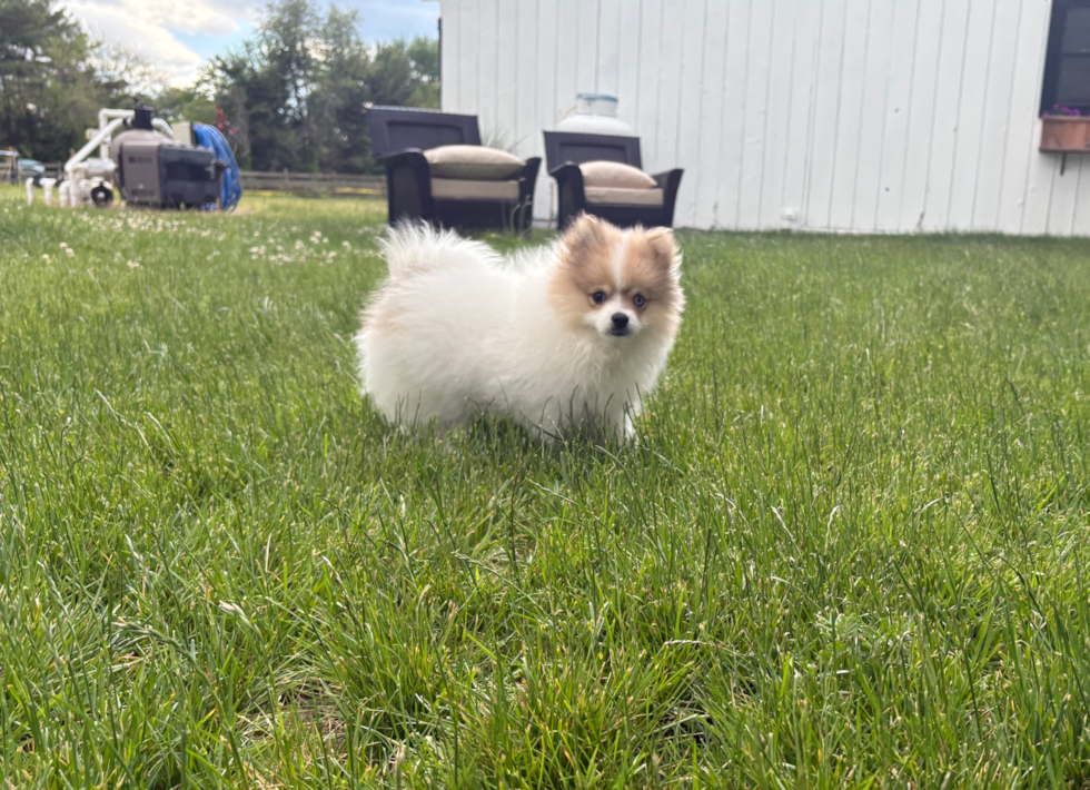Best Pomeranian Baby