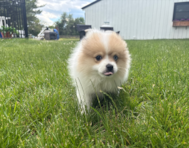 14 week old Pomeranian Puppy For Sale - Pilesgrove Pups