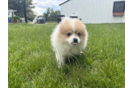 Pomeranian Puppy for Adoption