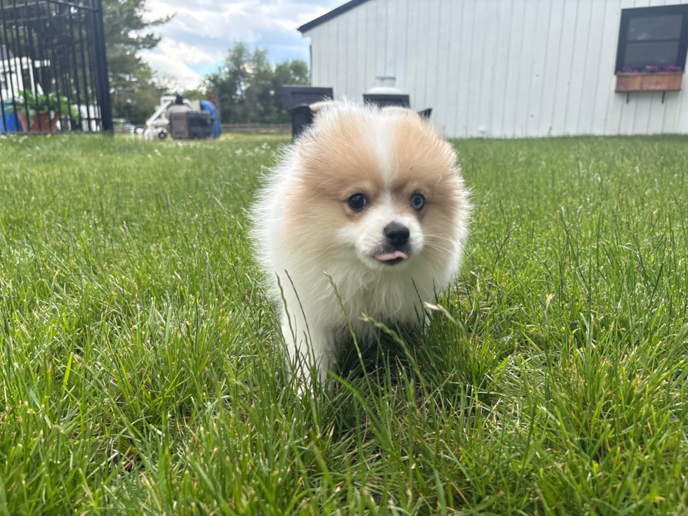 Pomeranian Puppy for Adoption