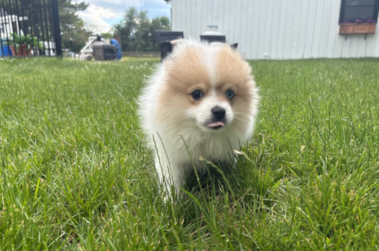 Pomeranian Puppy for Adoption