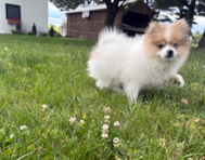 12 week old Pomeranian Puppy For Sale - Pilesgrove Pups