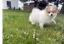 Pomeranian Pup Being Cute