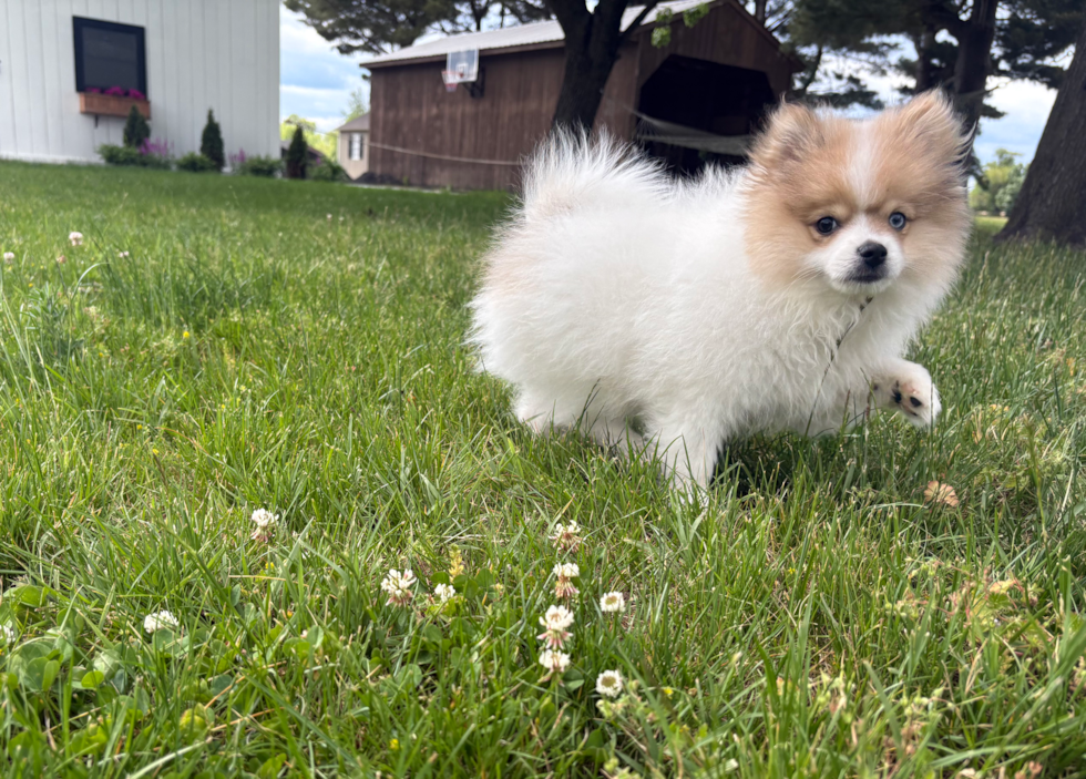 Pomeranian Pup Being Cute