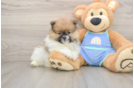 Energetic Pom Purebred Puppy