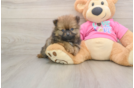 Pomeranian Puppy for Adoption