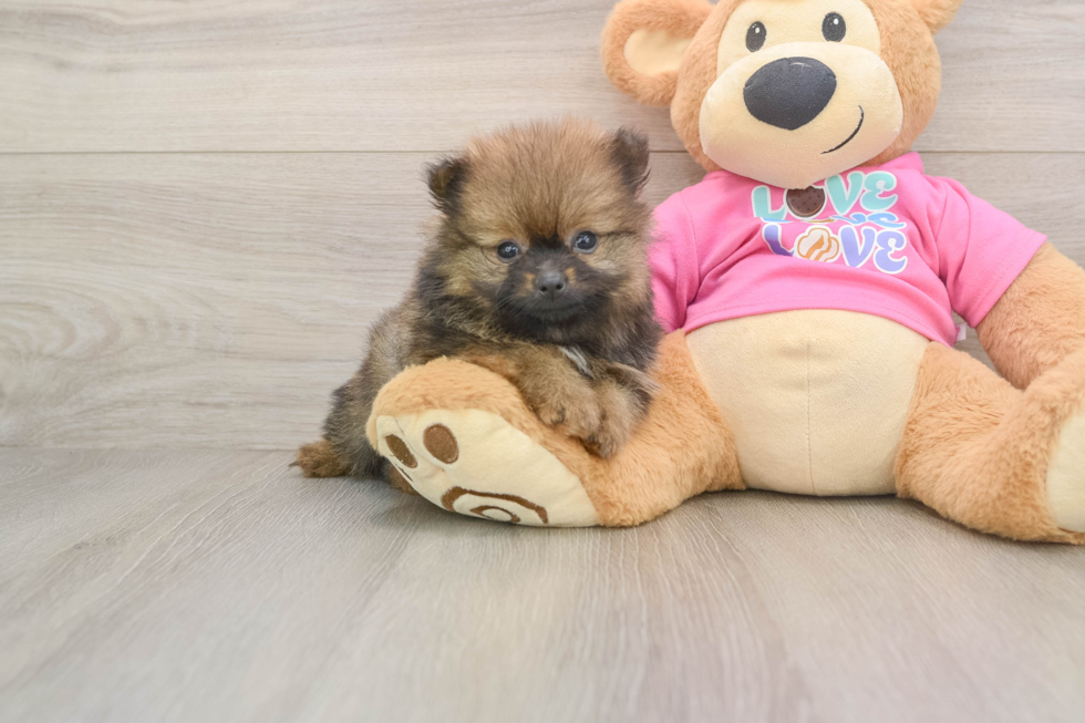 Pomeranian Puppy for Adoption