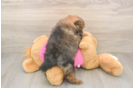 Playful Pomeranian Purebred Pup