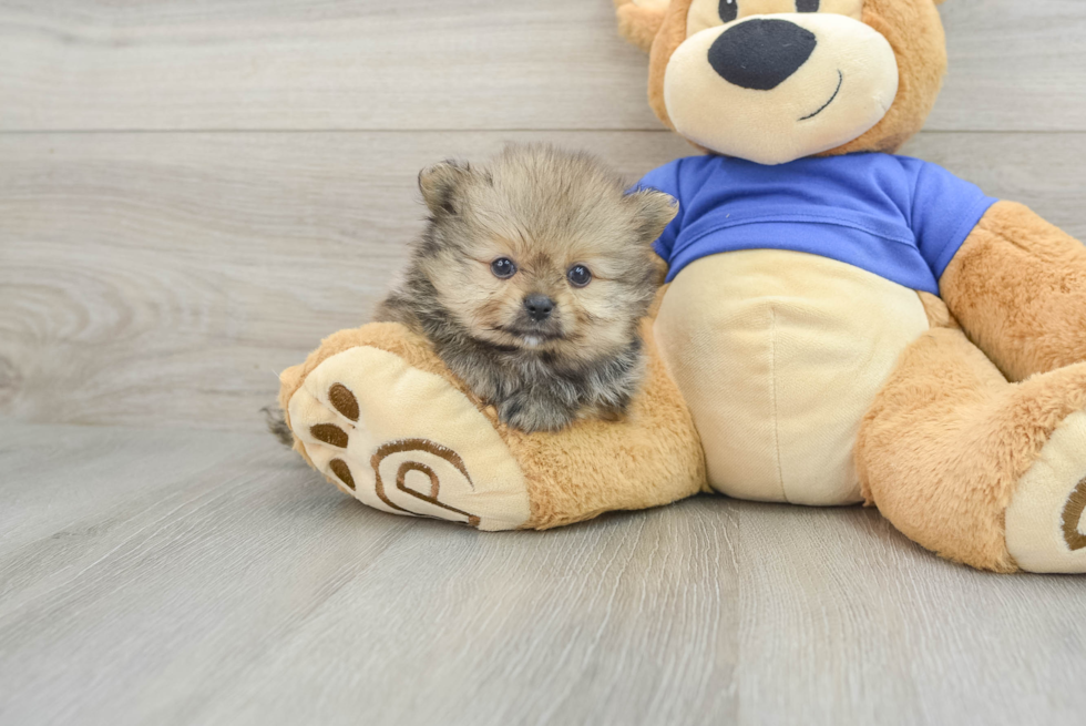 Best Pomeranian Baby