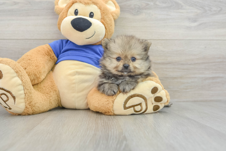 Fluffy Deutscher Spitz Purebred Puppy