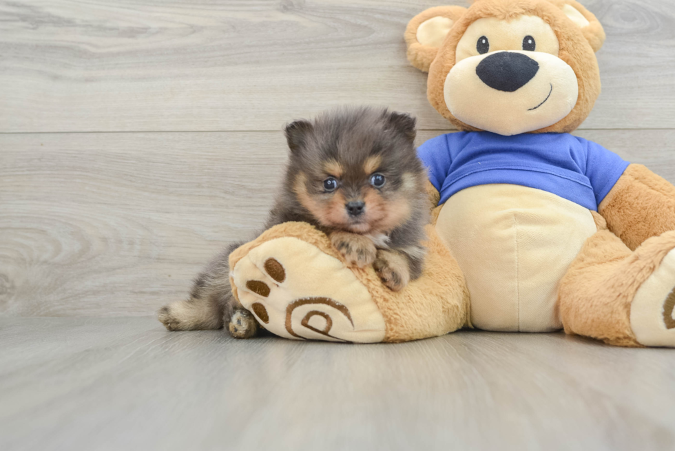 Pomeranian Pup Being Cute