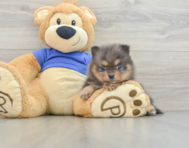 7 week old Pomeranian Puppy For Sale - Pilesgrove Pups