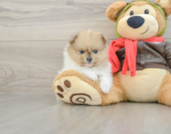 6 week old Pomeranian Puppy For Sale - Pilesgrove Pups