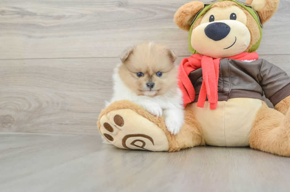 7 week old Pomeranian Puppy For Sale - Pilesgrove Pups