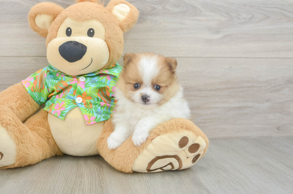 5 week old Pomeranian Puppy For Sale - Pilesgrove Pups