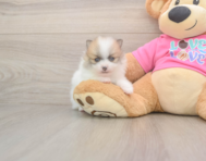5 week old Pomeranian Puppy For Sale - Pilesgrove Pups