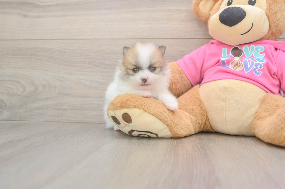 5 week old Pomeranian Puppy For Sale - Pilesgrove Pups