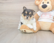7 week old Pomeranian Puppy For Sale - Pilesgrove Pups